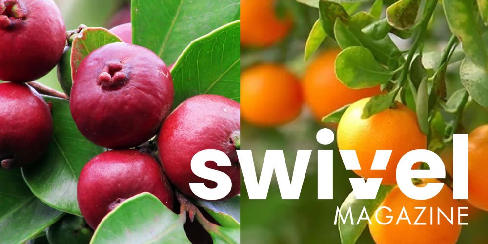 Fruit Trees & Roses Web